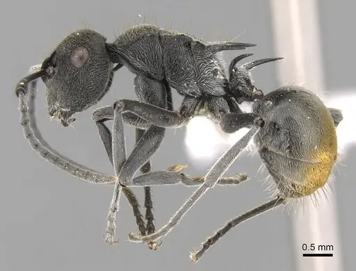 Polyrhachis constricta specimen CASENT0906751 image casent0906751_3