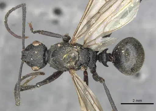 Polyrhachis constructor specimen CASENT0901846 image casent0901846_1