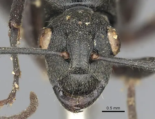 Polyrhachis constructor specimen CASENT0901846 image casent0901846_2