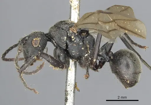 Polyrhachis constructor specimen CASENT0901846 image casent0901846_3