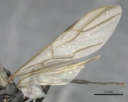 Polyrhachis constructor specimen CASENT0901846 image casent0901846_4