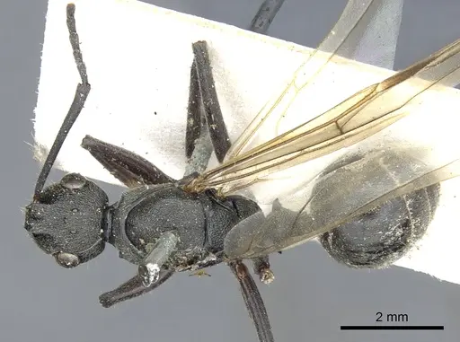 Polyrhachis constructor specimen CASENT0903307 image casent0903307_1