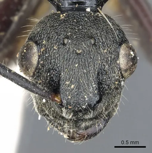 Polyrhachis constructor specimen CASENT0903307 image casent0903307_2