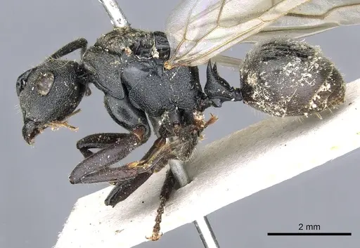 Polyrhachis constructor specimen CASENT0903307 image casent0903307_3