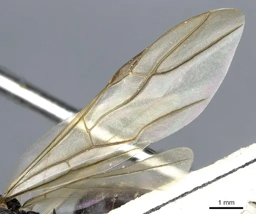 Polyrhachis constructor specimen CASENT0903307 image casent0903307_4
