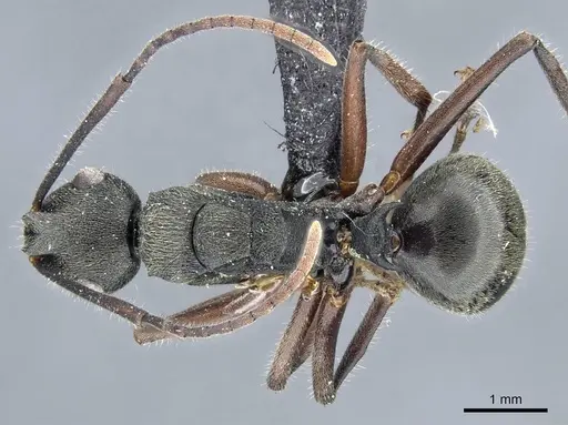 Polyrhachis constructor specimen CASENT0905566 image casent0905566_1