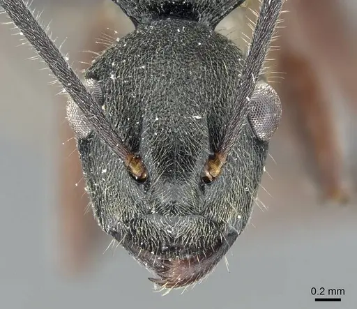 Polyrhachis constructor specimen CASENT0905566 image casent0905566_2