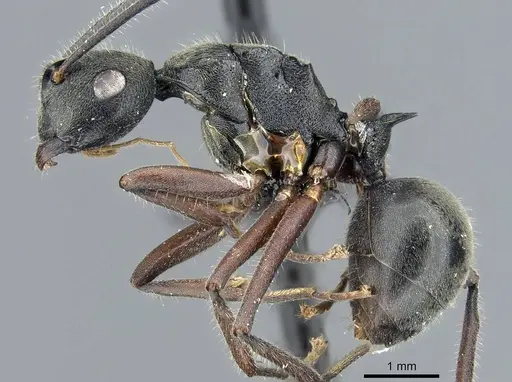 Polyrhachis constructor specimen CASENT0905566 image casent0905566_3
