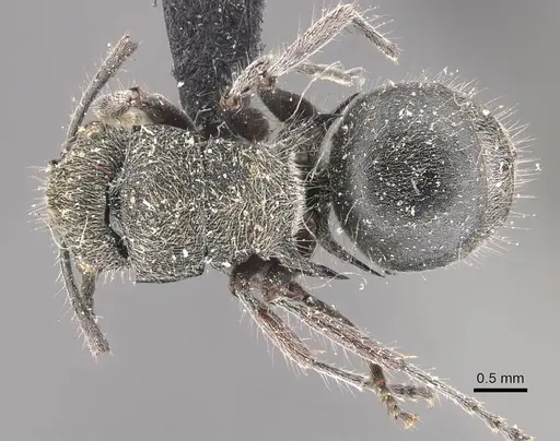 Polyrhachis contemta specimen CASENT0910820 image casent0910820_1