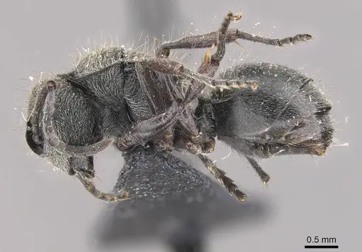 Polyrhachis contemta specimen CASENT0910820 image casent0910820_3