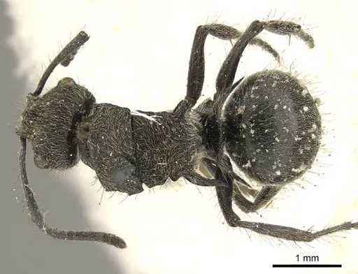 Polyrhachis contemta specimen CASENT0915610 image casent0915610_1
