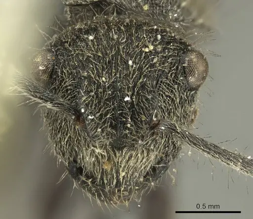 Polyrhachis contemta specimen CASENT0915610 image casent0915610_2