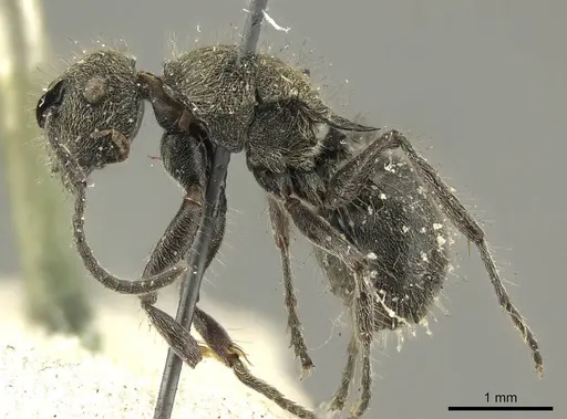 Polyrhachis contemta specimen CASENT0915610 image casent0915610_4