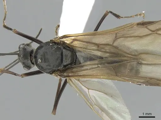 Polyrhachis continua specimen CASENT0281193 image casent0281193_1