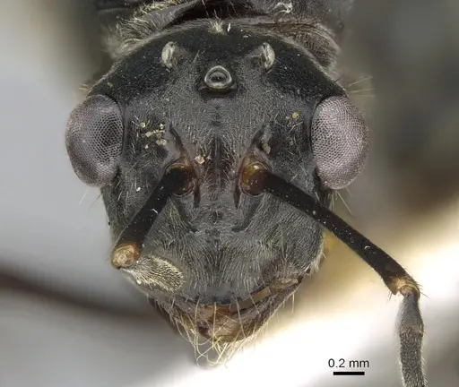 Polyrhachis continua specimen CASENT0281193 image casent0281193_2