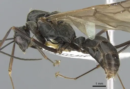 Polyrhachis continua specimen CASENT0281193 image casent0281193_3