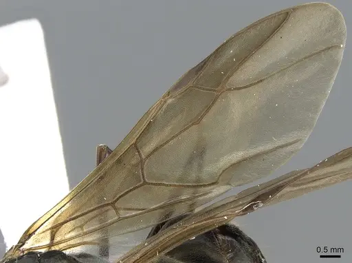 Polyrhachis continua specimen CASENT0281193 image casent0281193_4