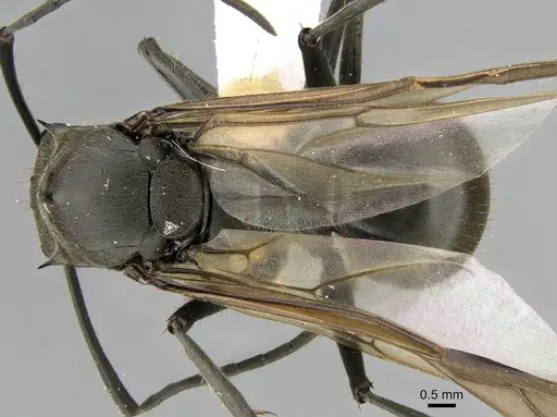 Polyrhachis continua specimen CASENT0281194 image casent0281194_1