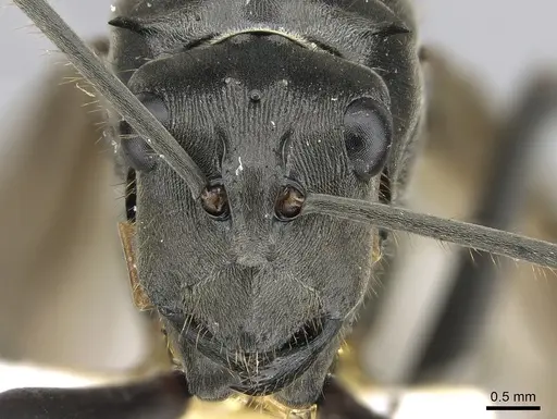 Polyrhachis continua specimen CASENT0281194 image casent0281194_2