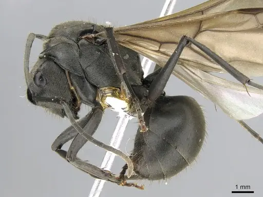 Polyrhachis continua specimen CASENT0281194 image casent0281194_3