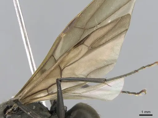 Polyrhachis continua specimen CASENT0281194 image casent0281194_4