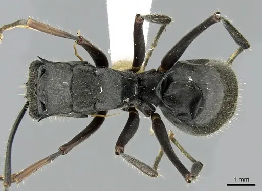 Polyrhachis continua specimen CASENT0281392 image casent0281392_1