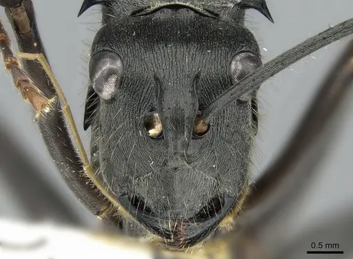Polyrhachis continua specimen CASENT0281392 image casent0281392_2