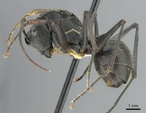 Polyrhachis continua specimen CASENT0281392 image casent0281392_3