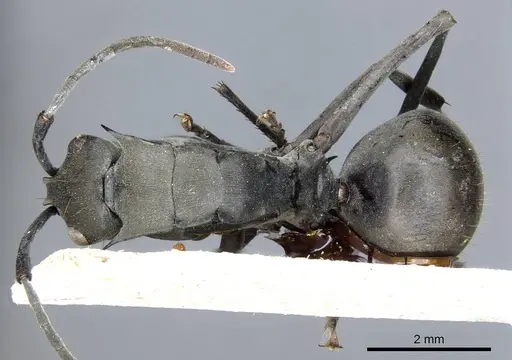 Polyrhachis continua specimen CASENT0905616 image casent0905616_1