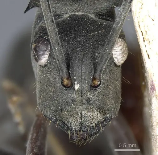 Polyrhachis continua specimen CASENT0905616 image casent0905616_2