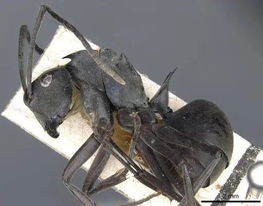 Polyrhachis continua specimen CASENT0905616 image casent0905616_3