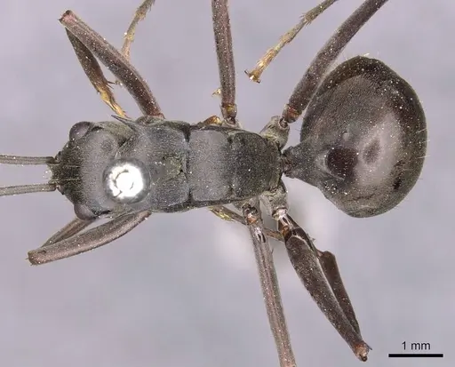 Polyrhachis continua specimen CASENT0905820 image casent0905820_1