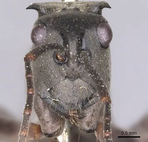 Polyrhachis continua specimen CASENT0905820 image casent0905820_2