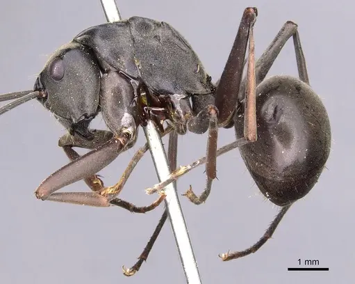 Polyrhachis continua specimen CASENT0905820 image casent0905820_3