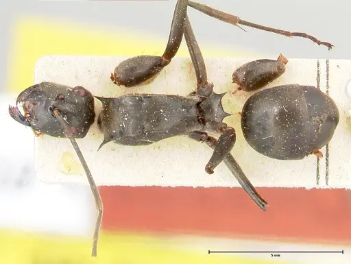Polyrhachis continua specimen FOCOL0452 image focol0452_1