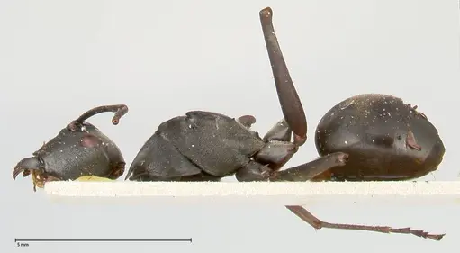 Polyrhachis continua specimen FOCOL0452 image focol0452_3