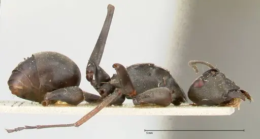 Polyrhachis continua specimen FOCOL0452 image focol0452_4