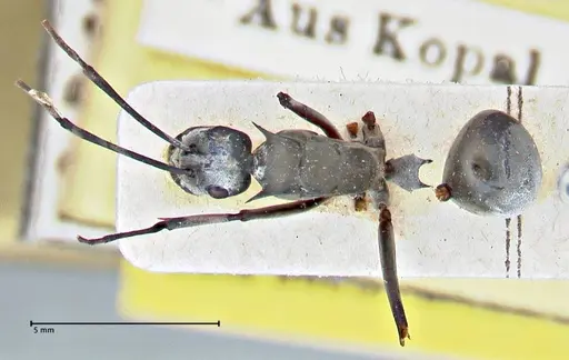 Polyrhachis continua specimen FOCOL2943 image focol2943_1