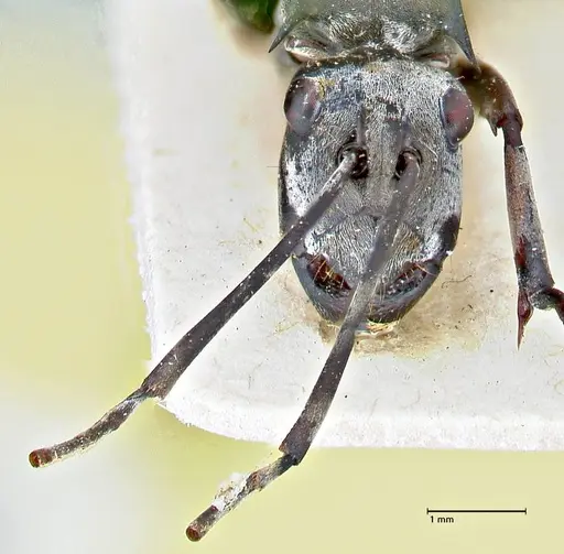 Polyrhachis continua specimen FOCOL2943 image focol2943_2