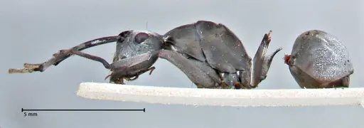 Polyrhachis continua specimen FOCOL2943 image focol2943_3