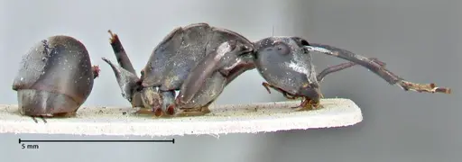 Polyrhachis continua specimen FOCOL2943 image focol2943_4