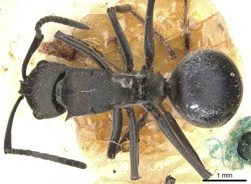 Polyrhachis convexa specimen CASENT0910934 image casent0910934_1