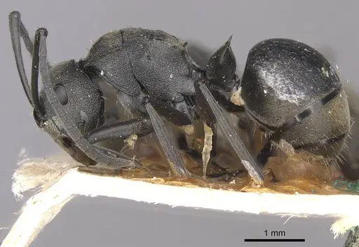 Polyrhachis convexa specimen CASENT0910934 image casent0910934_3