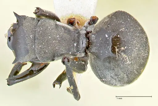 Polyrhachis convexa specimen FOCOL2615 image focol2615_1