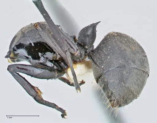 Polyrhachis convexa specimen FOCOL2615 image focol2615_2