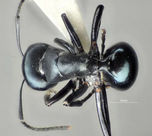 Polyrhachis cornihumera specimen ANTWEB1060618 image antweb1060618_1
