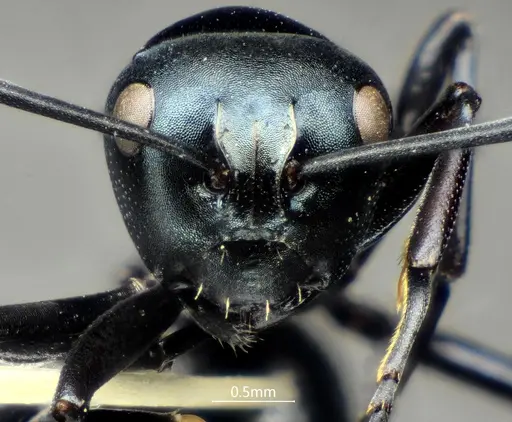 Polyrhachis cornihumera specimen ANTWEB1060618 image antweb1060618_2