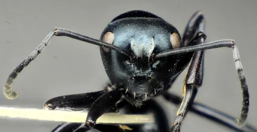 Polyrhachis cornihumera specimen ANTWEB1060618 image antweb1060618_3
