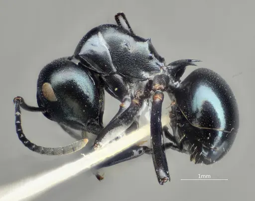 Polyrhachis cornihumera specimen ANTWEB1060618 image antweb1060618_4