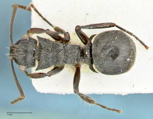 Polyrhachis cornuta specimen FOCOL2575 image focol2575_1